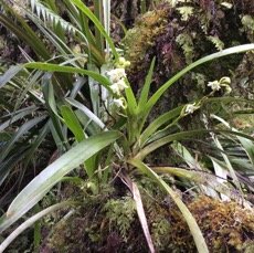 18 Angreacum striatum - Orchidaceae.jpg