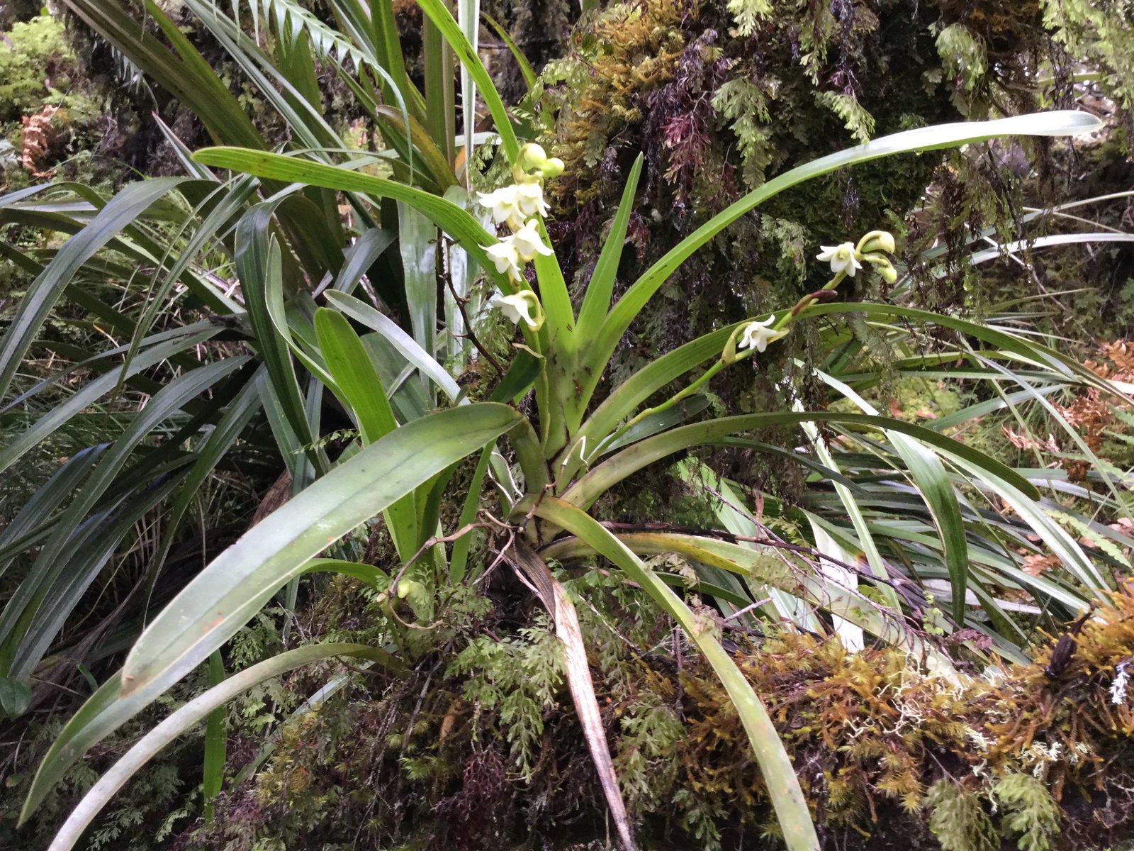 19 Angreacum striatum - Orchidaceae.jpg
