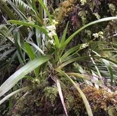19 Angreacum striatum - Orchidaceae.jpg