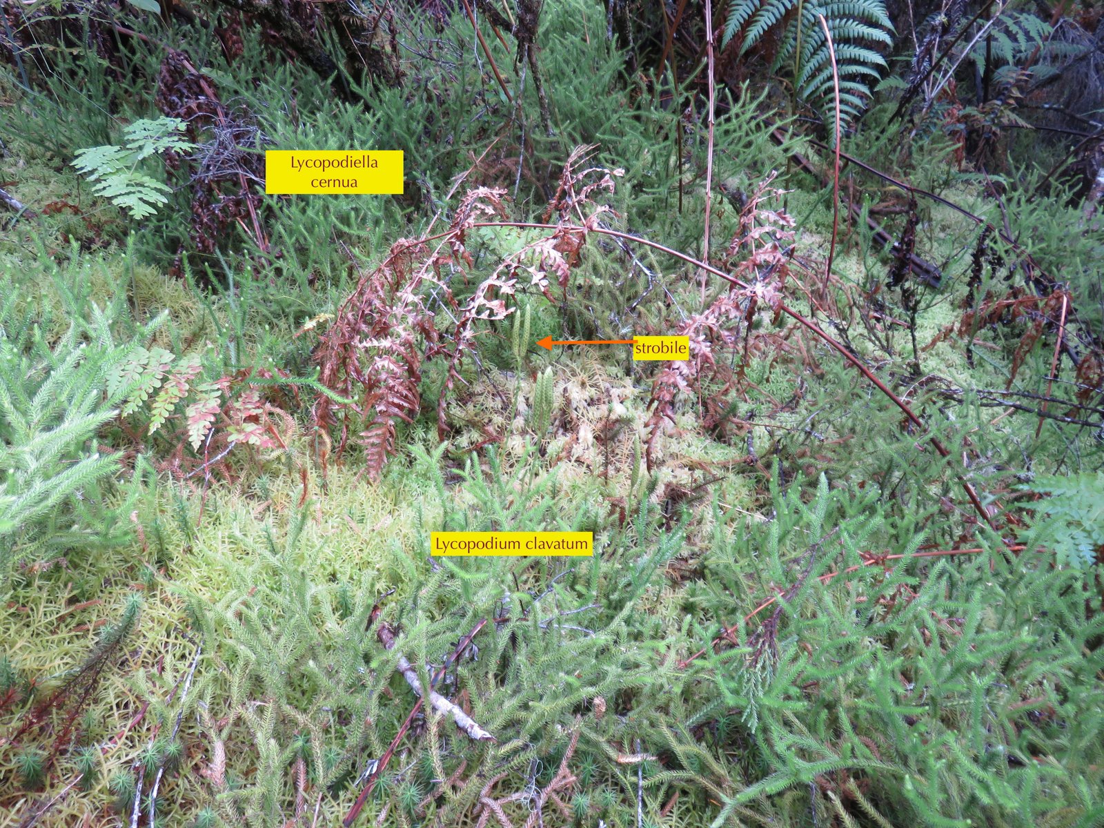 19b Strobile de Lycopodium clavatum.jpg