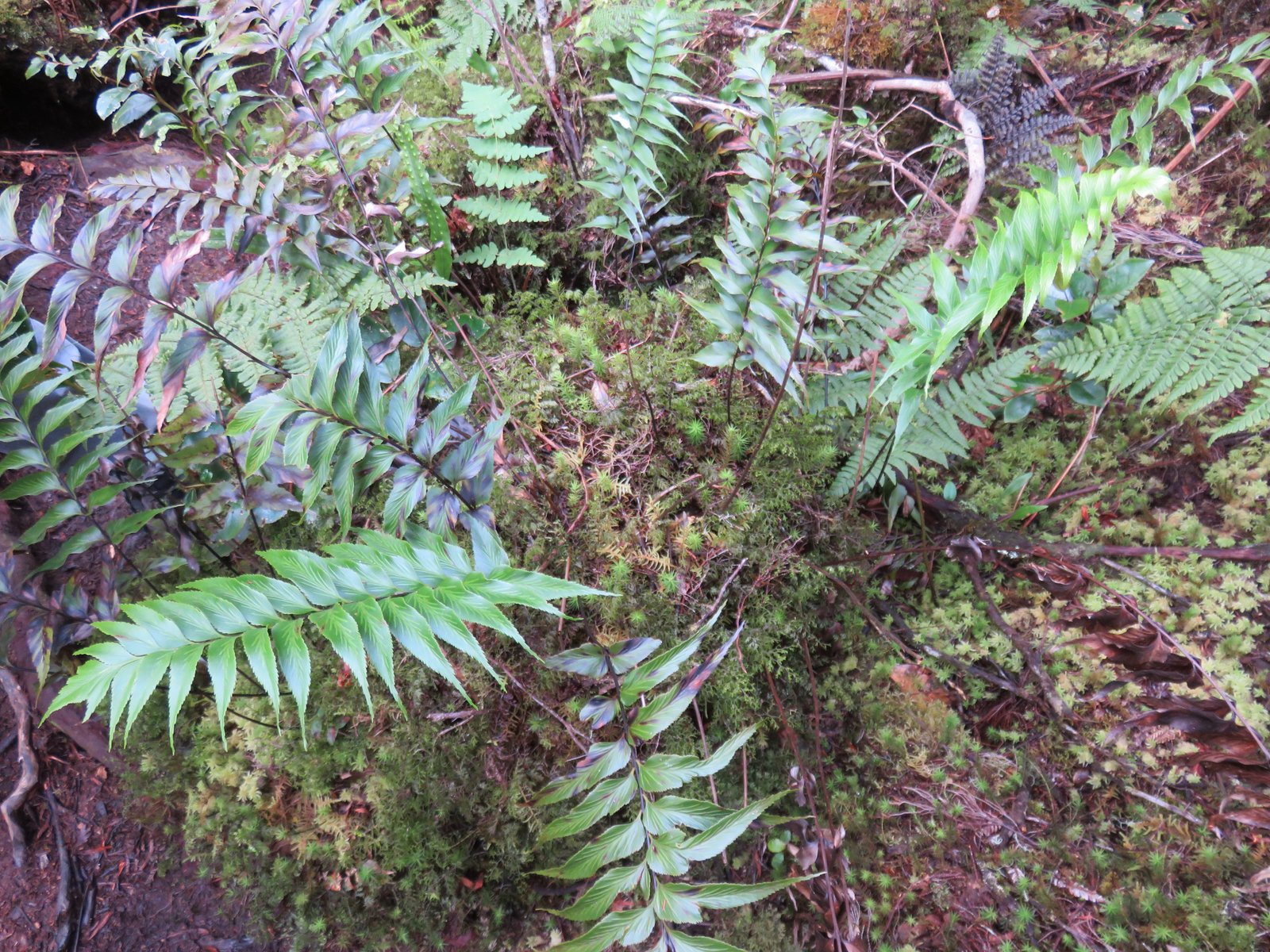 22 Asplenium ??? daucifolium ??? pellucidum- Fougere - ASPLENIACEAE - I.jpg