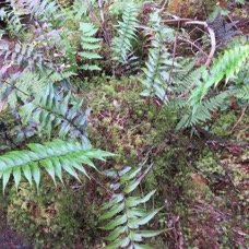 22 Asplenium ??? daucifolium ??? pellucidum- Fougere - ASPLENIACEAE - I.jpg