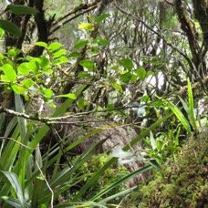 23 Fleurs de Aphloia theiformis - Change-ecorce - APHLOIACEE.jpg