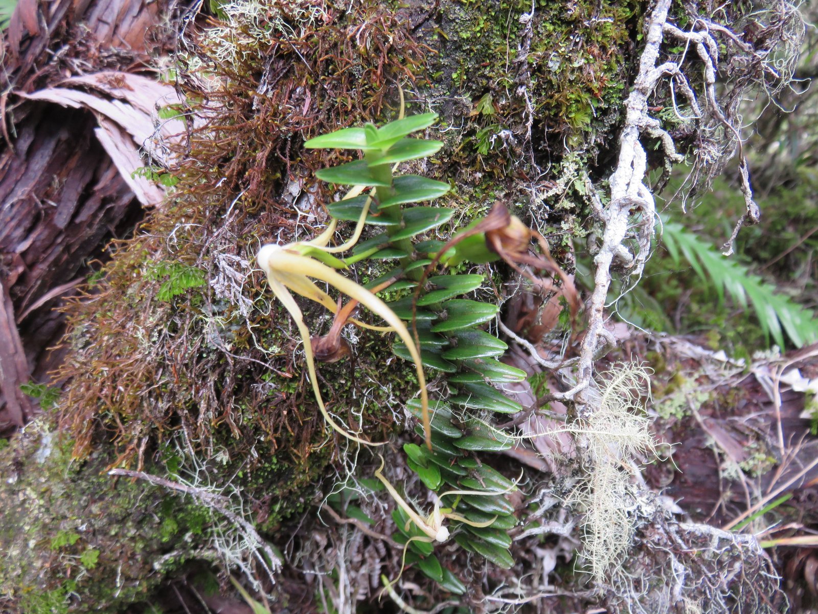 29 Angraecum appendiculatum - ORCHIDACEAE - Endemique Reunion.jpg