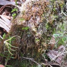30 Angraecum appendiculatum - ORCHIDACEAE - Endemique Reunion.jpg