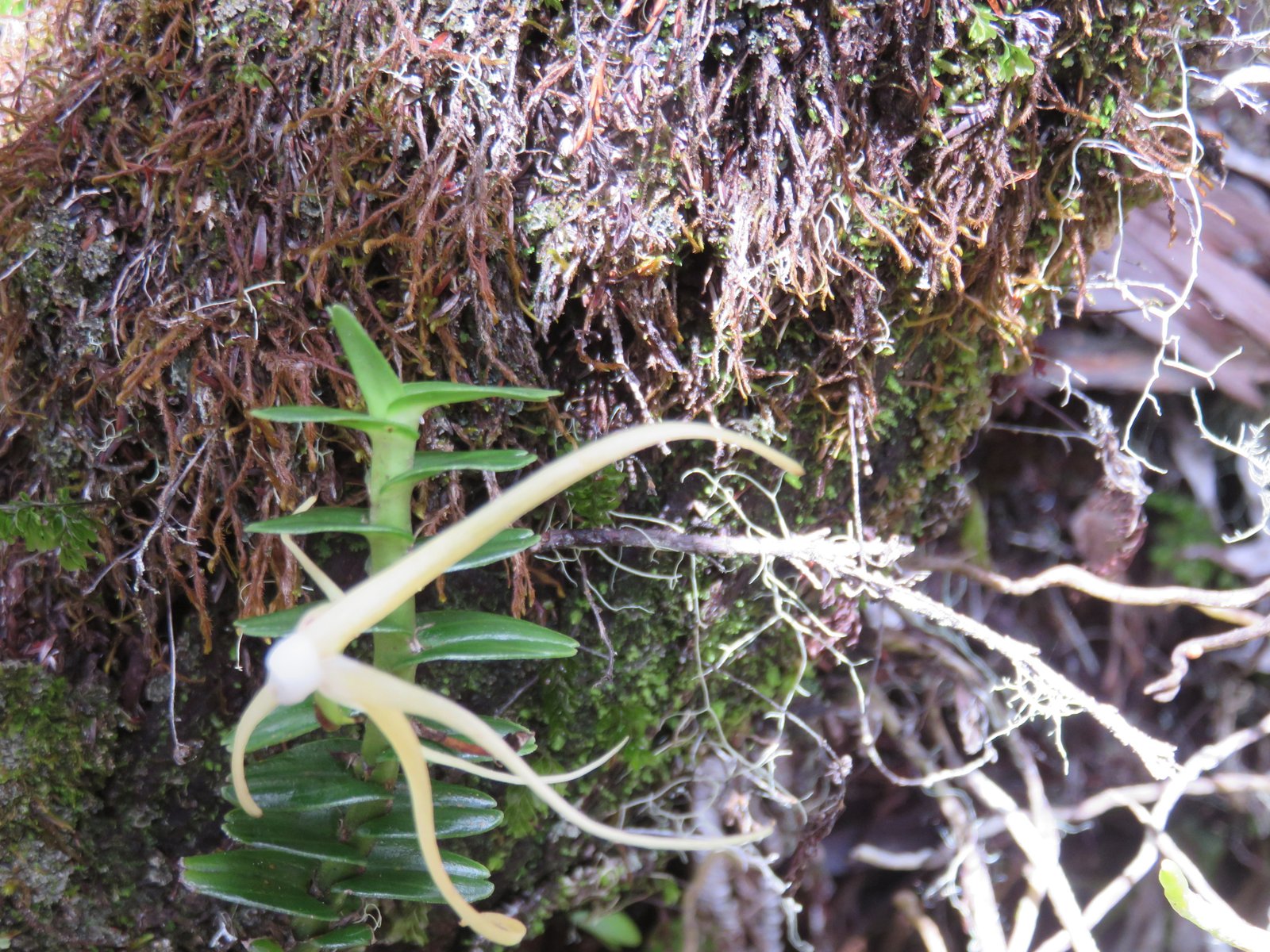 31 Angraecum appendiculatum - ORCHIDACEAE - Endemique Reunion.jpg