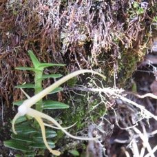 31 Angraecum appendiculatum - ORCHIDACEAE - Endemique Reunion.jpg