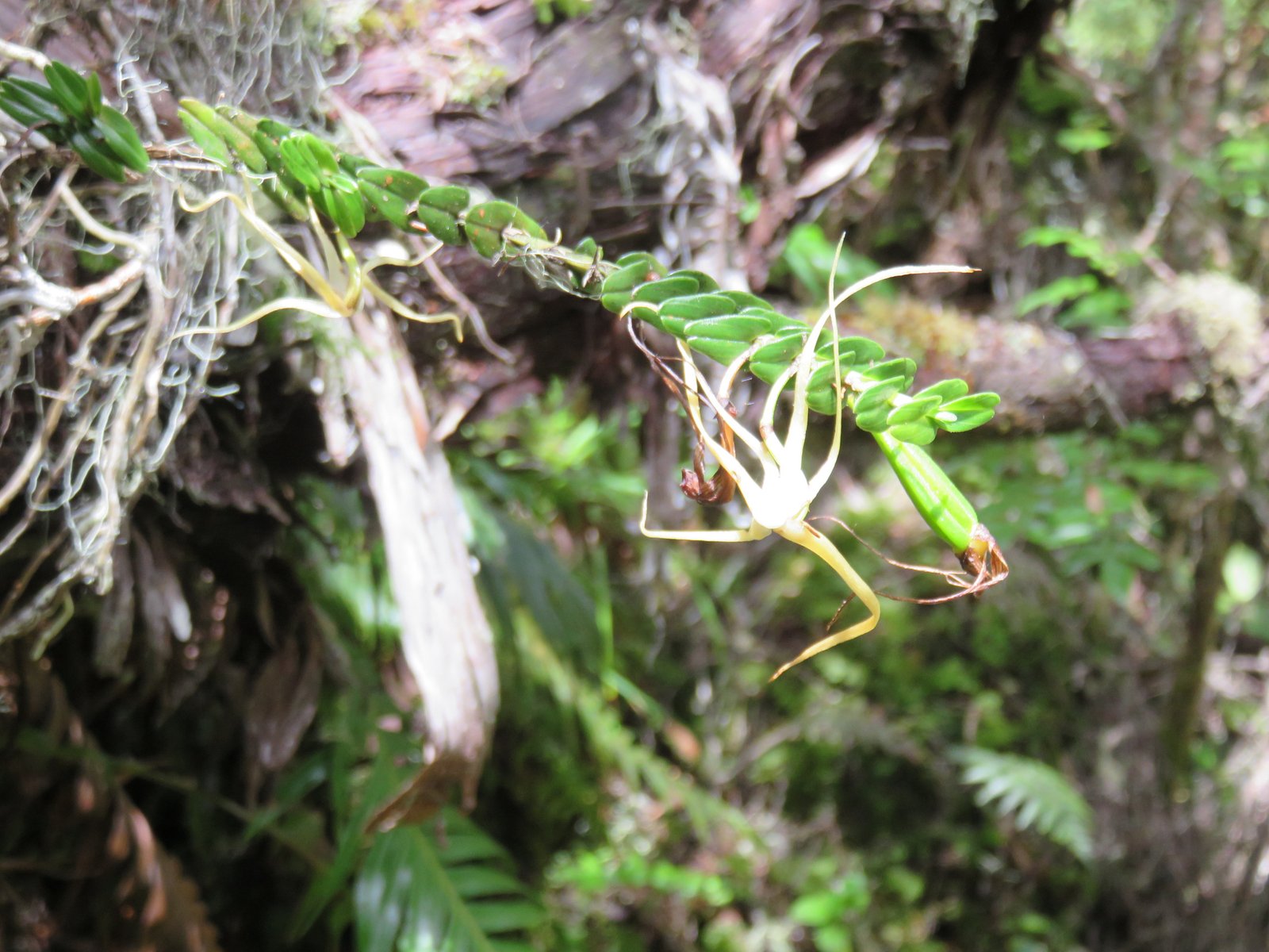 32 Angraecum appendiculatum - ORCHIDACEAE - Endemique Reunion.jpg