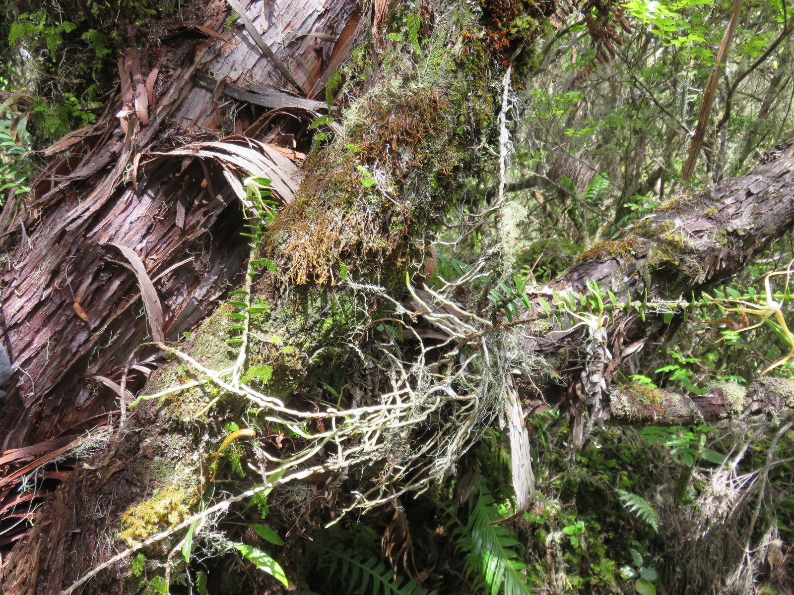 33 Angraecum appendiculatum - ORCHIDACEAE - Endemique Reunion (1).jpg