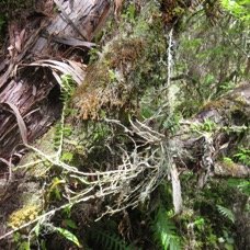 33 Angraecum appendiculatum - ORCHIDACEAE - Endemique Reunion (1).jpg
