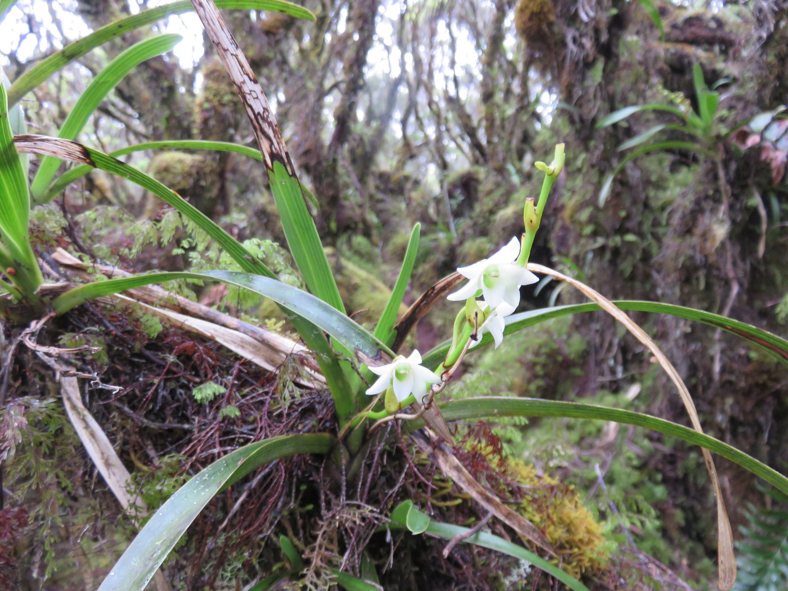 39 Angreacum striatum - Orchidaceae.jpg