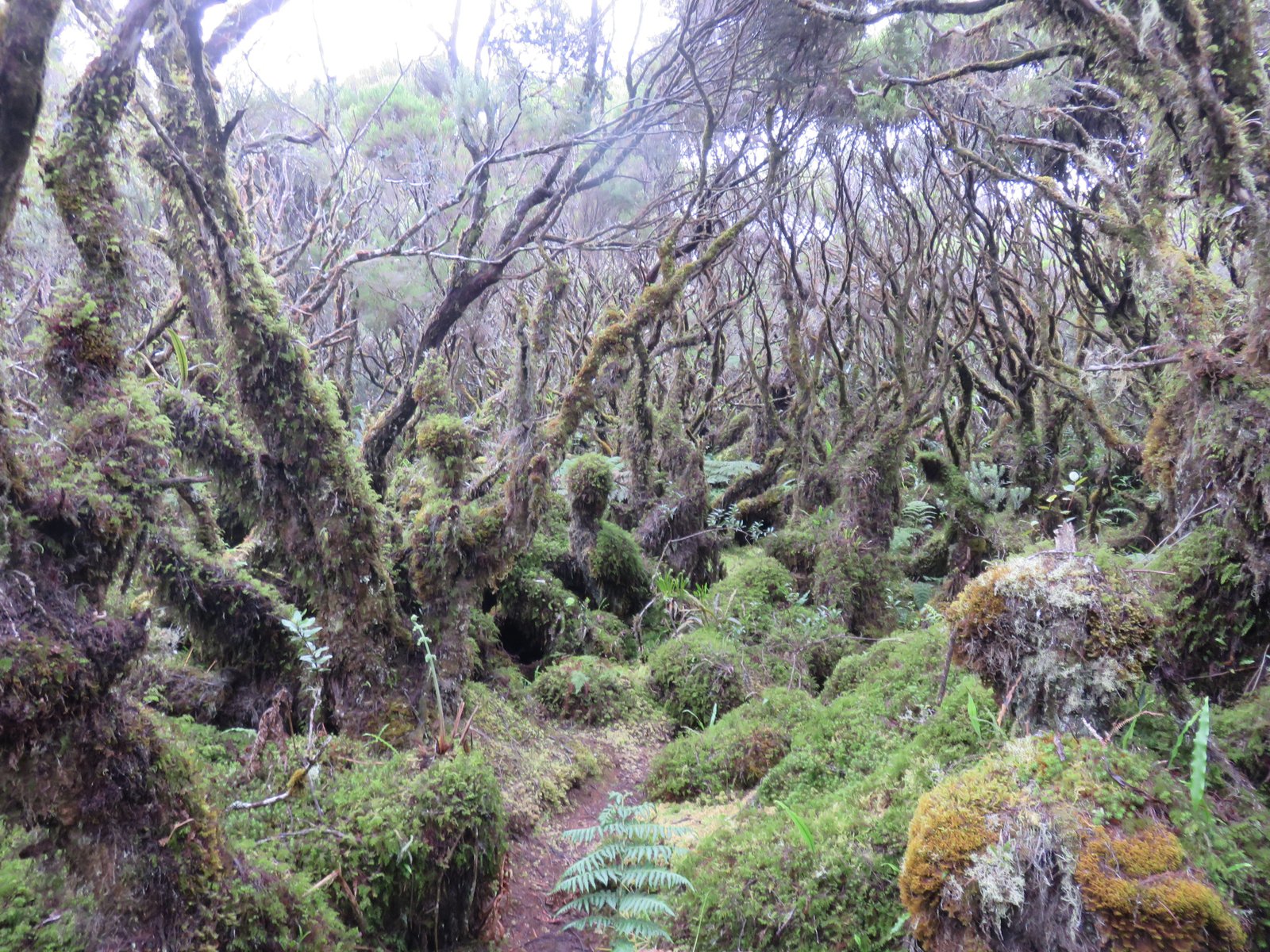40 Mousses sous les Branles.jpg