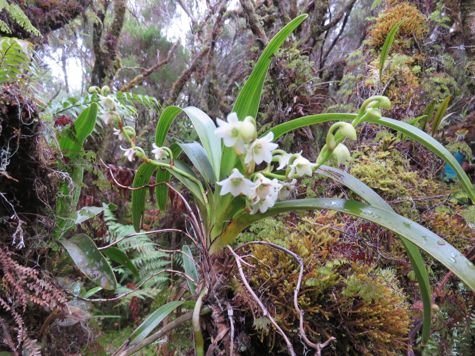 41 Angreacum striatum - Orchidaceae.jpg