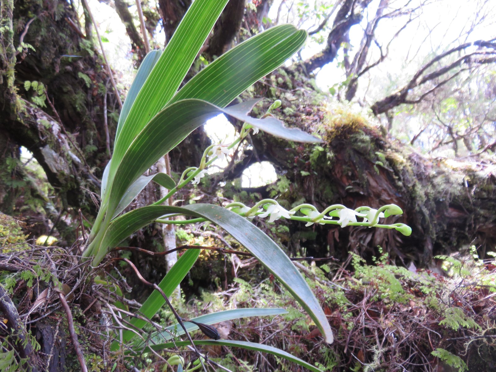 6 Angreacum striatum - Orchidaceae.jpg