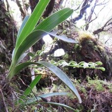 6 Angreacum striatum - Orchidaceae.jpg