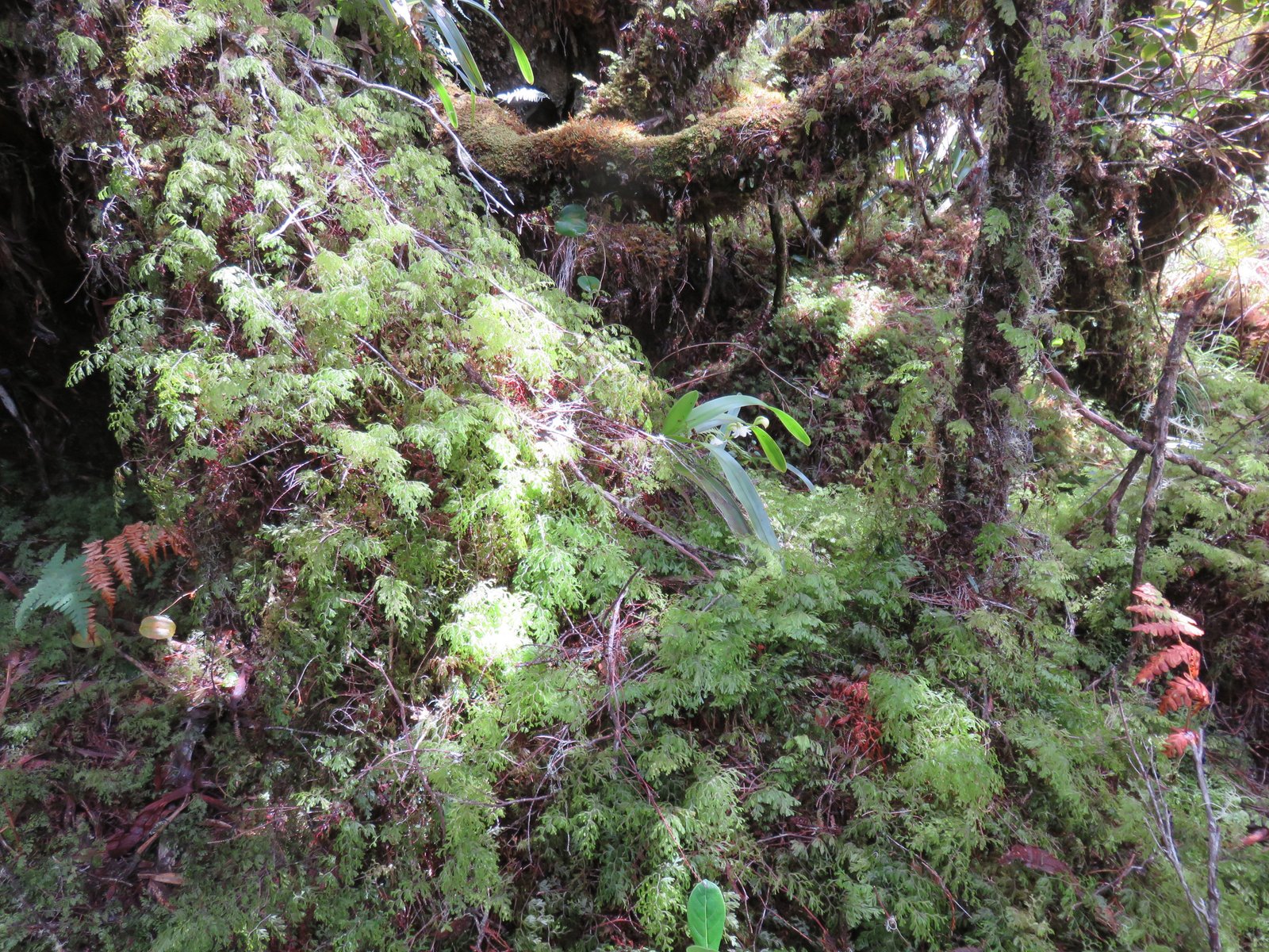 8 Lumiere sur Lycopodiella cernua - Fougere la mariee - LYCOPODIACEAE-I.jpg