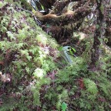 8 Lumiere sur Lycopodiella cernua - Fougere la mariee - LYCOPODIACEAE-I.jpg