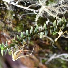Angraecum appendiculatum - ORCHIDACEAE - Endemique Reunion.jpg