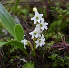 Angrecum striatum - ORCHIDACEAE - Endemique Reunion.jpg