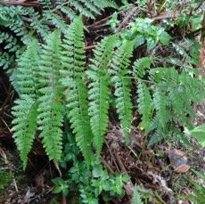 Athyrium scandicinum - DRYOPTERIDACEAE - Indigene Reunion.jpg