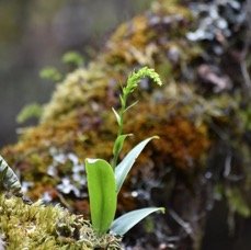 Benthamia nigrescens (en bouton) - ORCHIDACEAE - Indigene Reunion.jpg