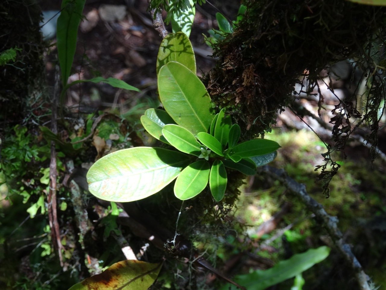 Bois de catafaille - Melicope obscura - RUTACEAE- Endemique Reunion.jpg
