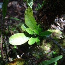 Bois de catafaille - Melicope obscura - RUTACEAE- Endemique Reunion.jpg