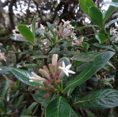 Bois de Corail des Hauts - Chassalia gaertneroides - RUBIACEAE - Endemique Reunion.jpg