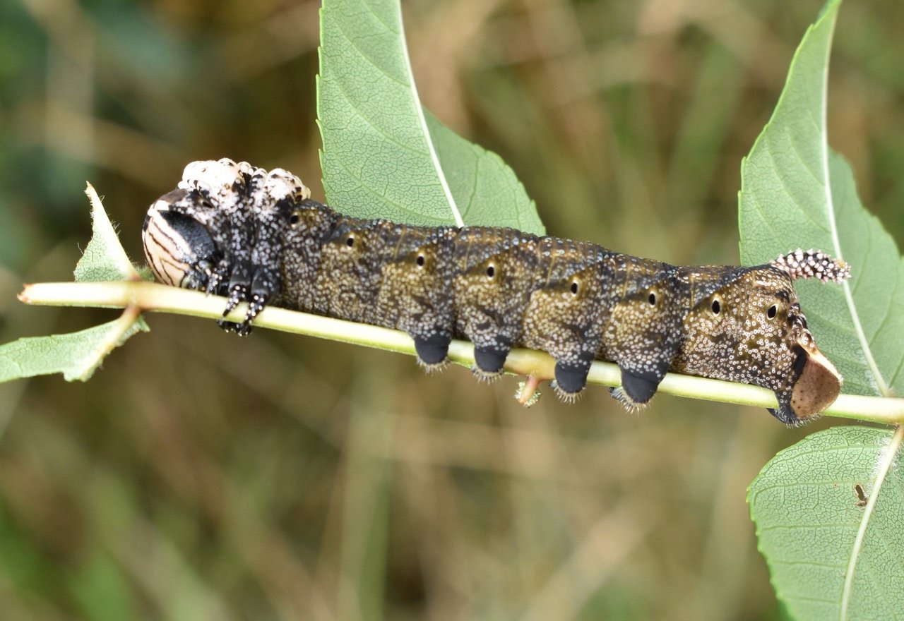 Chenille de Sphinx Tete de Mort (variante chromatique brune) - Acherontia atropos - SPHINGIDAE.jpg