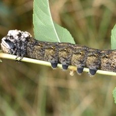 Chenille de Sphinx Tete de Mort (variante chromatique brune) - Acherontia atropos - SPHINGIDAE.jpg