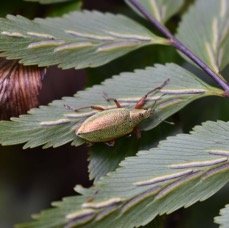 Cratopus sumptuosus - CURCULIONIDAE - Endemique Reunion sur Asplenium pellucidum ?.jpg