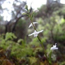 Cynorkis coccinelloides - ORCHIDACEAE - Indigene Reunion.jpg
