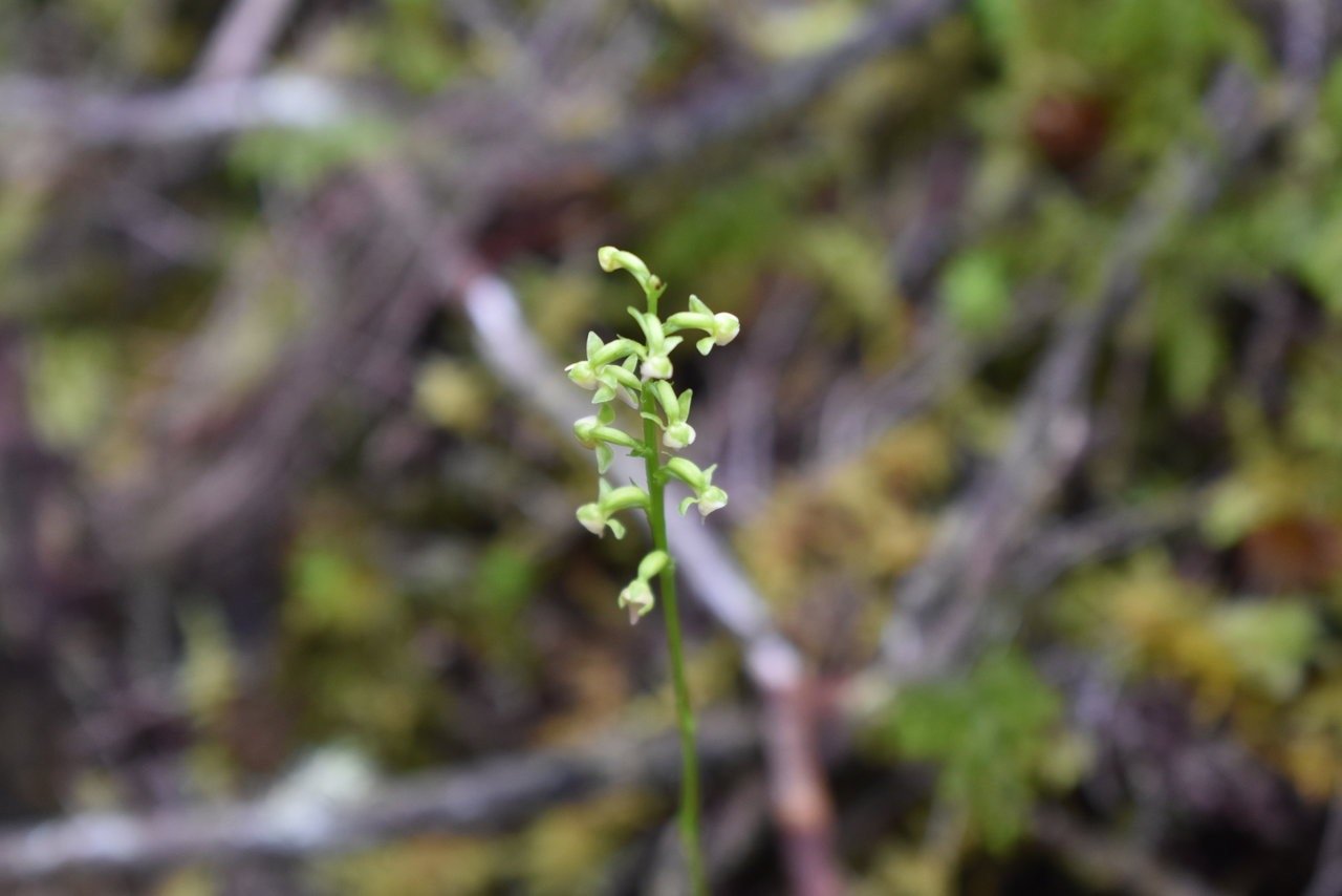 Cynorkis micrantha - ORCHIDACEAE - Endemique Reunion.jpg
