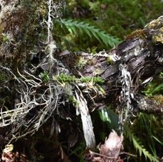 Touffe d'Angraecum appendiculatum - ORCHIDACEAE - Endemique Reunion.jpg