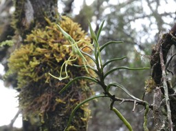 “ ballet d'orchidées “.P1004086