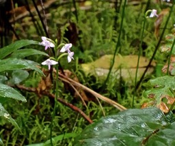 Cynorkis trilinguis .orchidaceae.endémique Réunion .P1050094