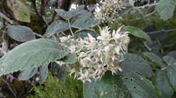 13 3 Ronce blanche Rubus apellatus P1000455