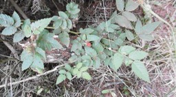 14 1 Framboise P1000472