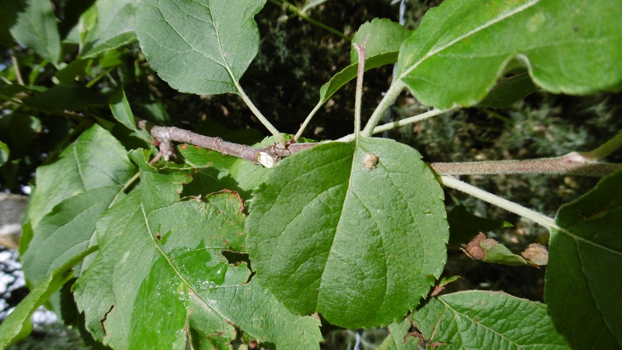 17 2 Pommier P1000467
