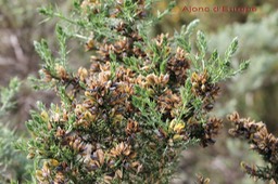 Ajonc d'Europe- Ulex europaeus- Fabacée - exo