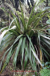 Ananas marron- Astelia hemichrysa - I