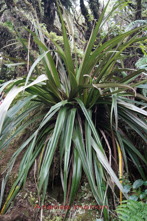 Ananas marron- Astelia hemichrysa - I