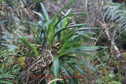 Angrecum sp