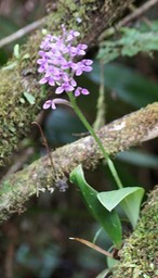 Arnottia mauritiana-13