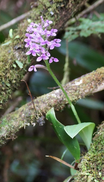 Arnottia mauritiana-13
