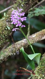 Arnottia mauritiana-2