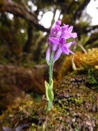Arnottia mauritiana (6)