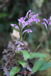 Arnottia mauritiana