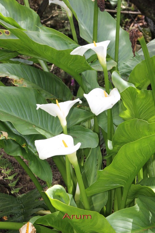 Arum- Zanthedeschia aethiopica- Aracée - exo