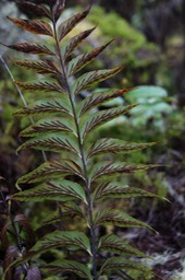 Asplenium- Fronde avec sores